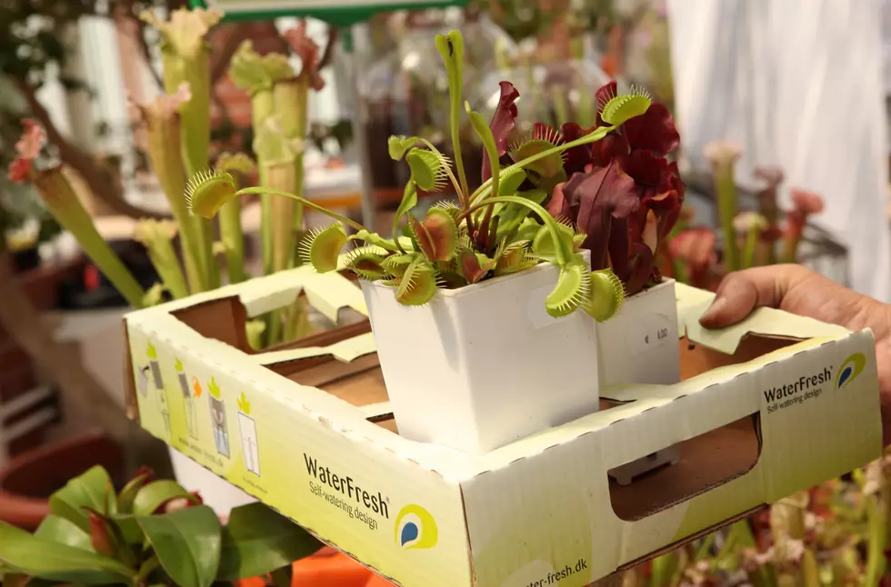Yes! You Can Grow Carnivorous Plants in Amarillo