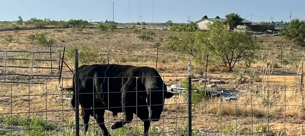 Lost Bull in River Road, Is This Your Big Fella?