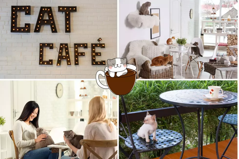Wanted!  A Cat Café in Amarillo