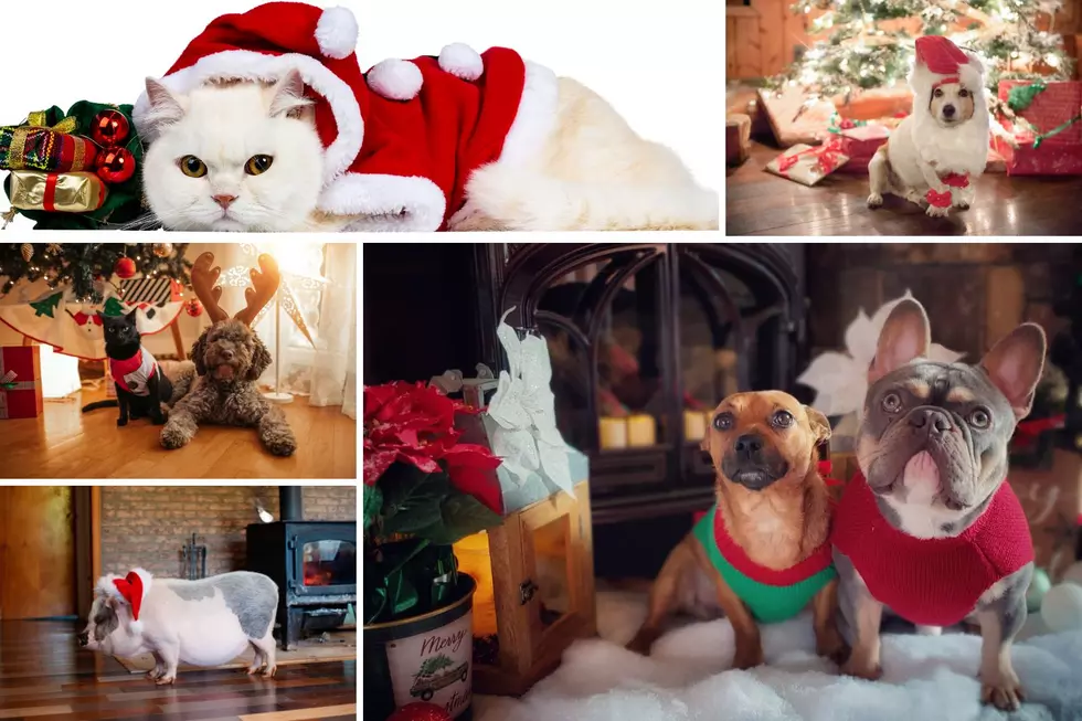 Here’s How To Protect Your Precious Pets This Christmas