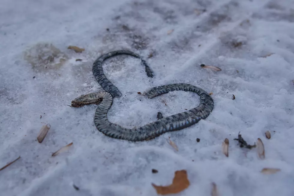 Dead snake in the snow.