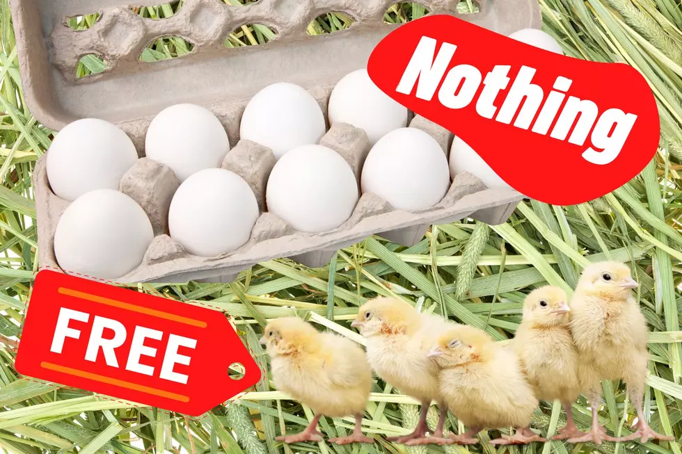 ENTER TO WIN! Eggs For Nothing, Chicks For Free!