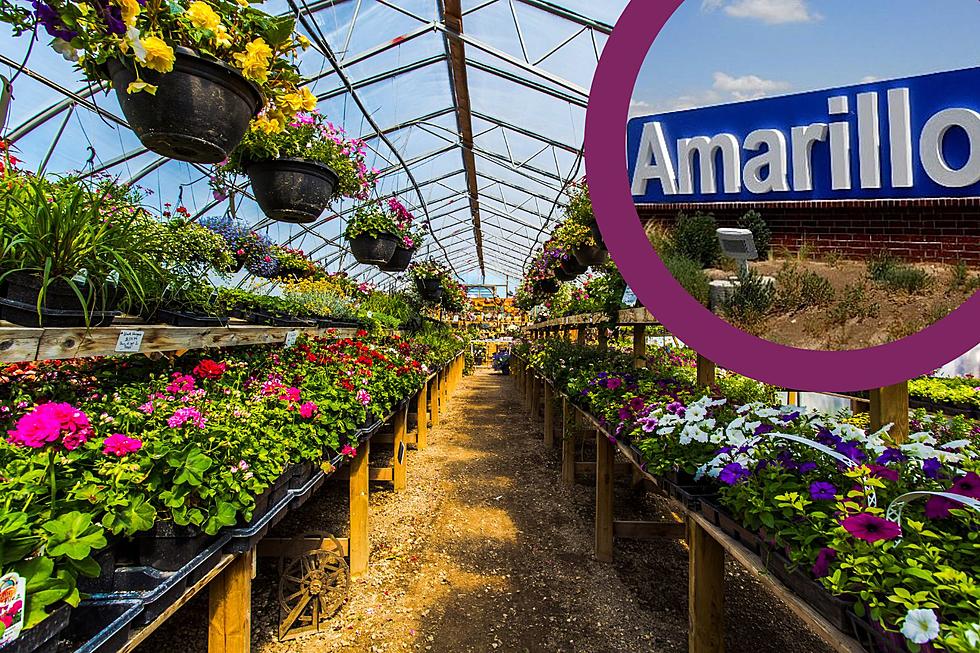 Got Plants?  Here are the Best Greenhouses in Amarillo