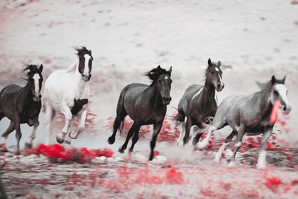 Massacre on the Rim – Phantom Horses of Palo Duro Canyon