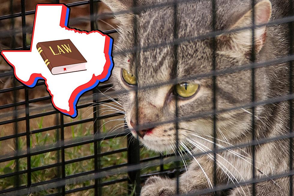 Understanding the Legalities: Is Trapping and Killing Cats Illegal in Texas?