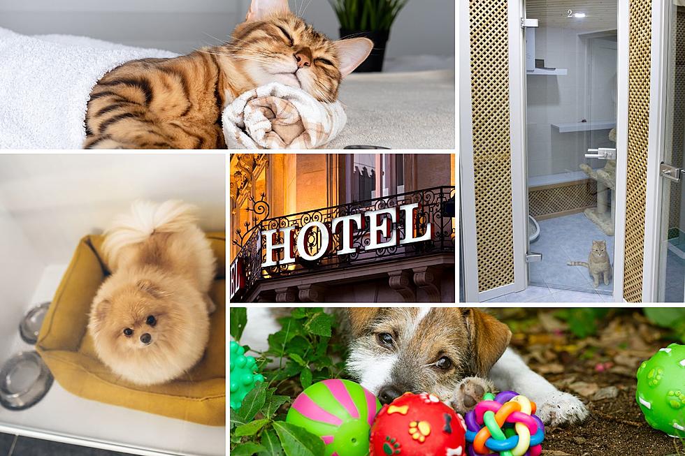Ultimate Comfort for Your Furry Friends: Discover Amarillo’s Top Pet Hotels!
