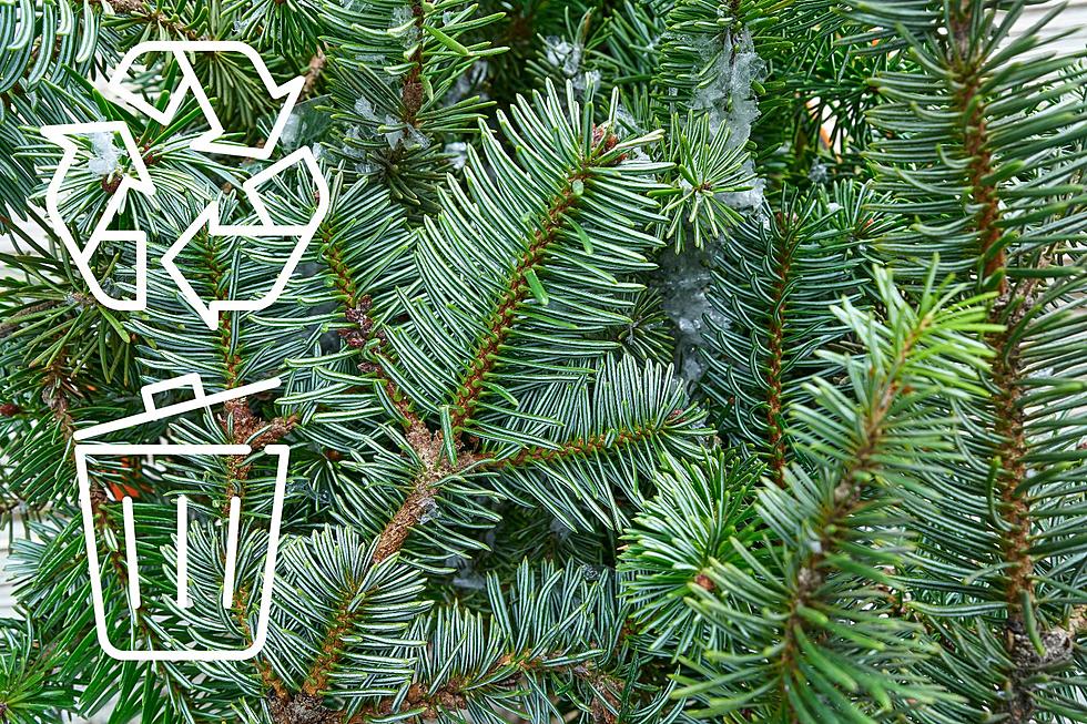 Easy Ways to Recycle or Dispose of Your Christmas Tree in Amarillo