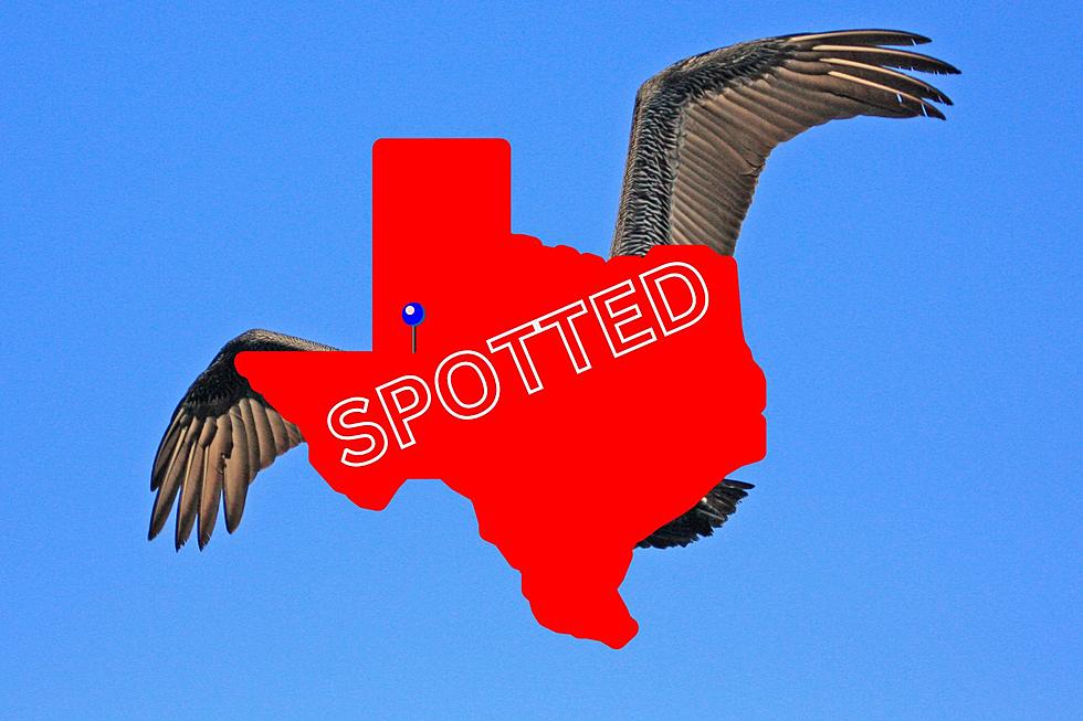 This Lost Bird was Spotted in West Texas