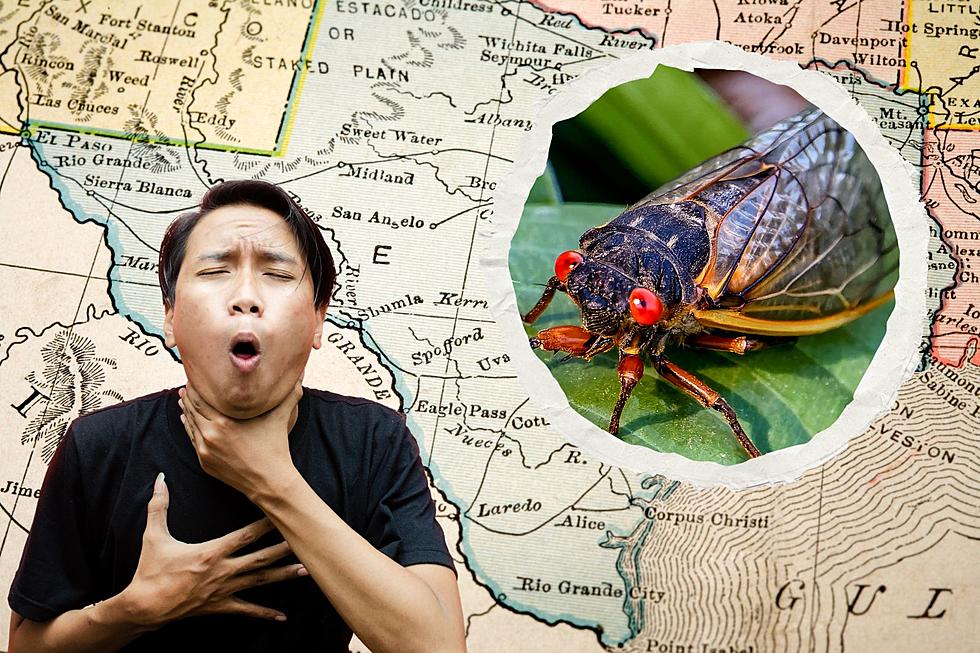 Most of the US is About to Be Inundated with Cicadas &#8211; Does Texas Have to Worry?