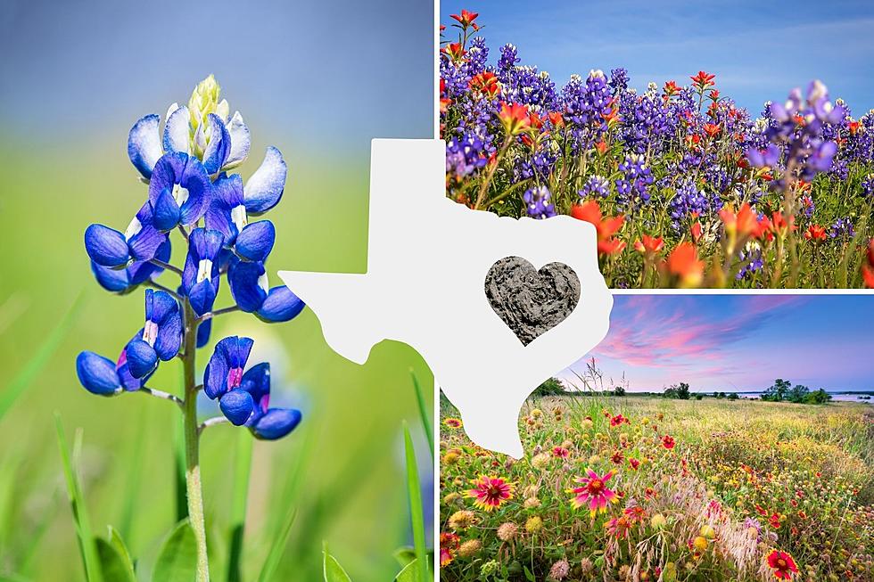 This Texas Flower is the Most Unique of All Flowers But Don&#8217;t Smell It