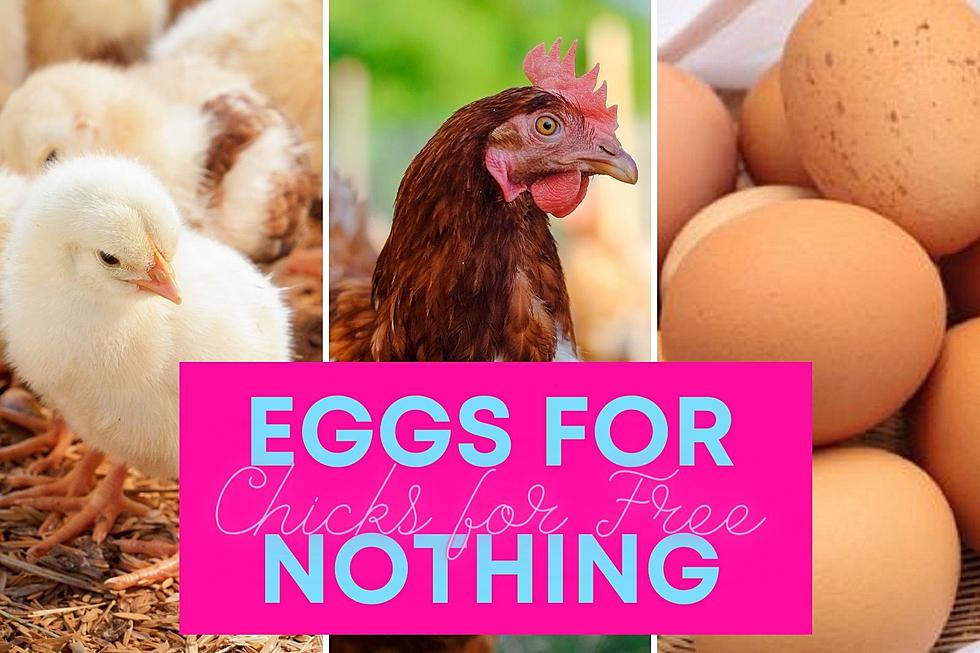 ENTER TO WIN: The 2nd Annual Eggs for Nothin’ Chicks for Free