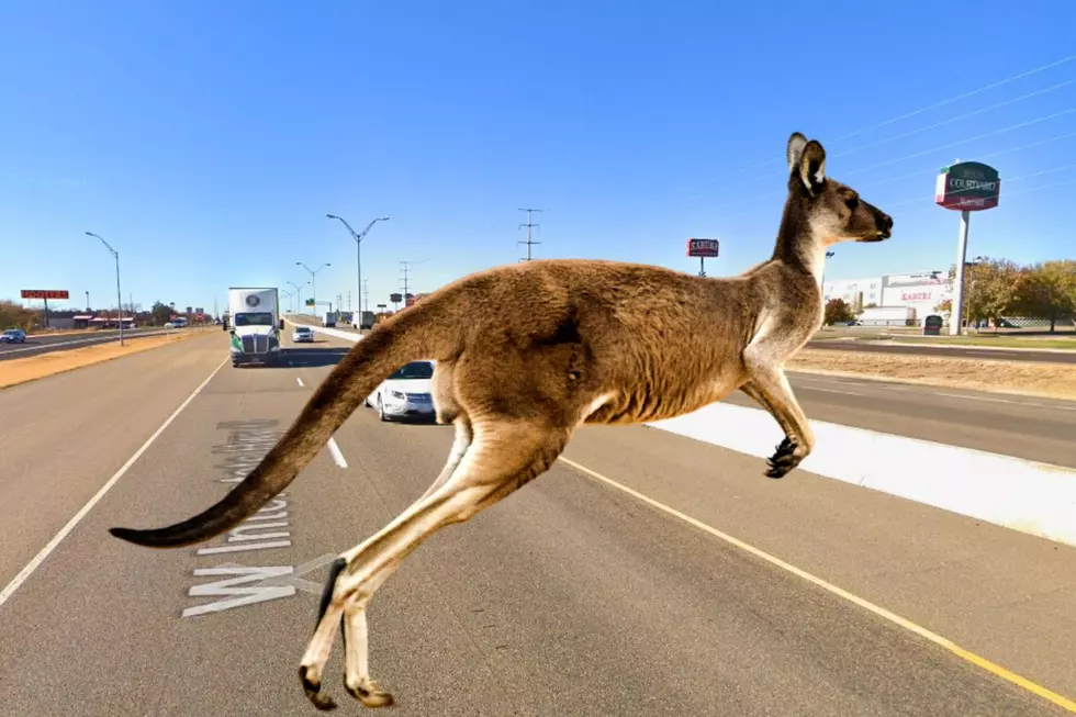 Kangaroo Killed on Amarillo&#8217;s I-40 Over the Weekend
