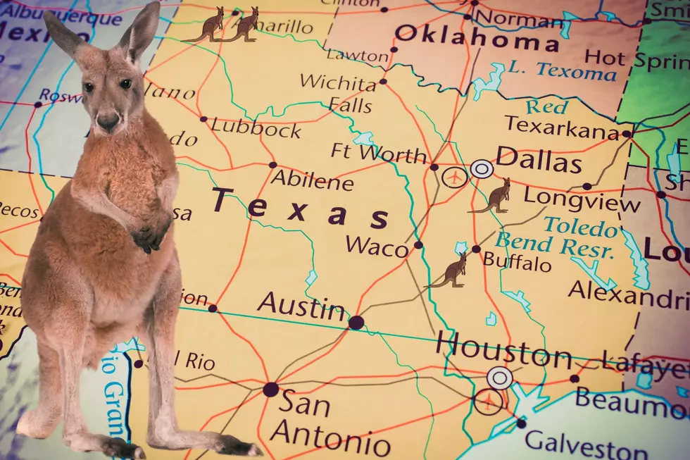 Rogue Kangaroos Run Loose in Several Texas Cities