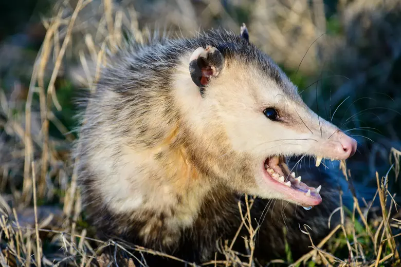 An opossum,commonly called possum, is displaying a fiercs snarl.
