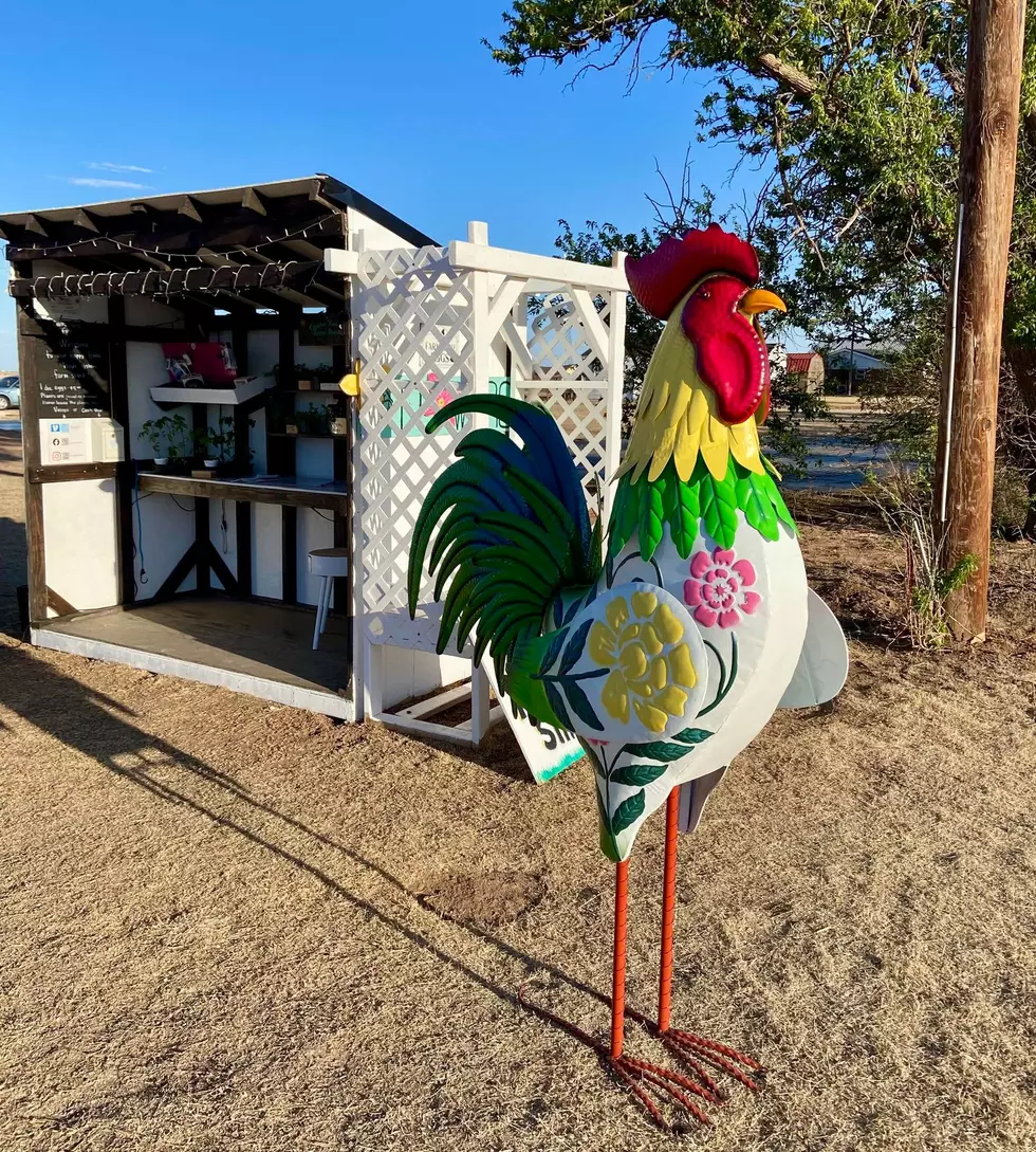 Castro Family Farm: A Self-Serve Farm Stand Worth the Drive