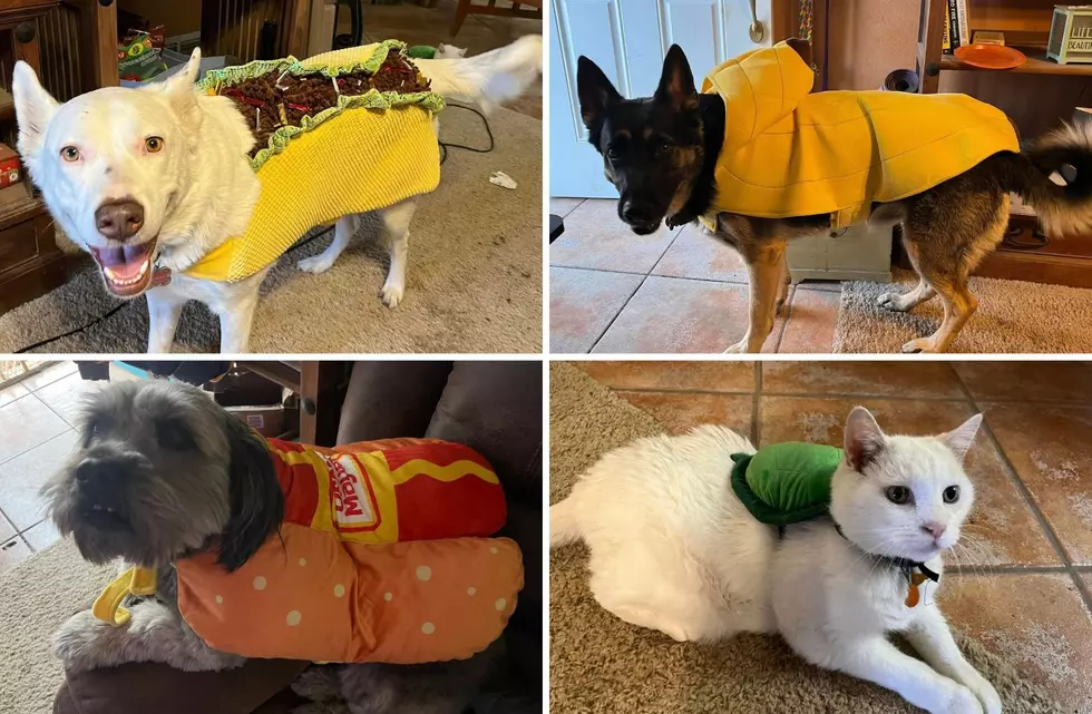 Where to Show Off Your Pet’s Halloween Costume in Amarillo and Canyon
