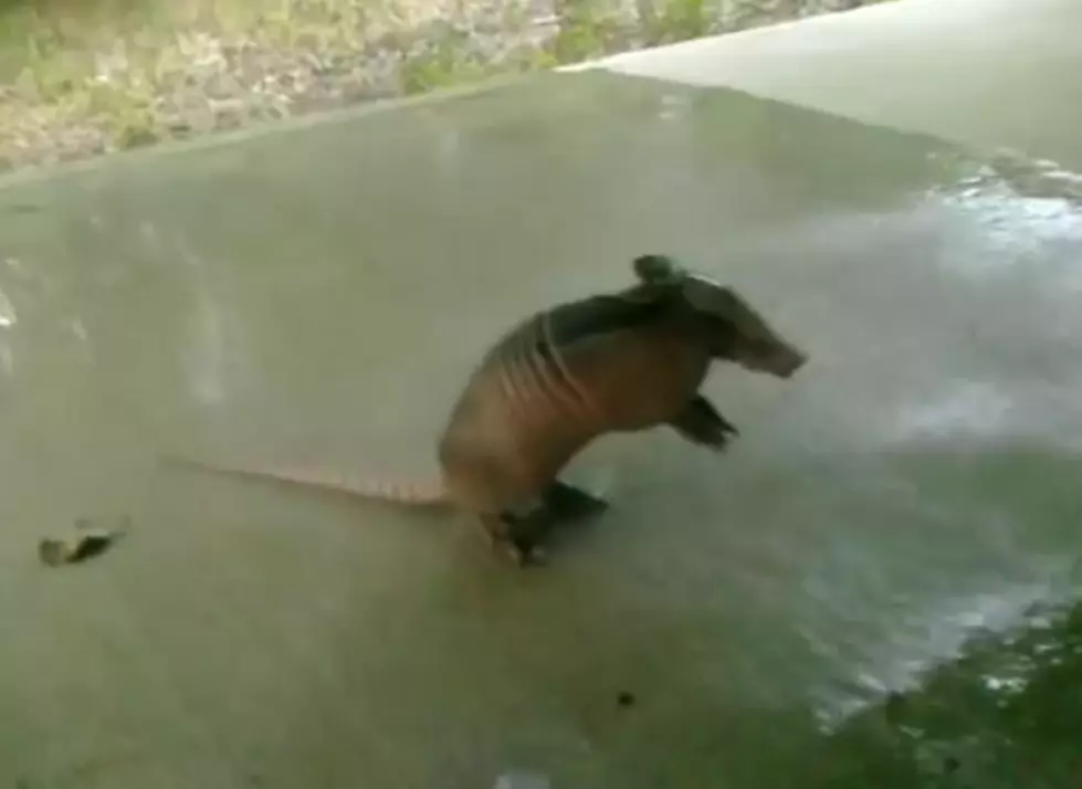 Armadillo Beats The Heat With A Little Help From Some Friends [VIDEO]