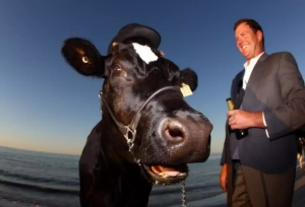 Smart Cow Frees Whole Herd In The Dead Of Night [VIDEO]