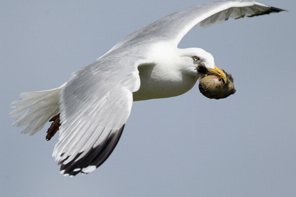 Seagull Takes And Flies Away With Video Camera [VIDEO]