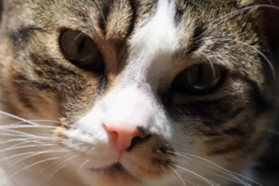 Cat Gets Stuffed In Box Thanks To Other Cat [VIDEO]
