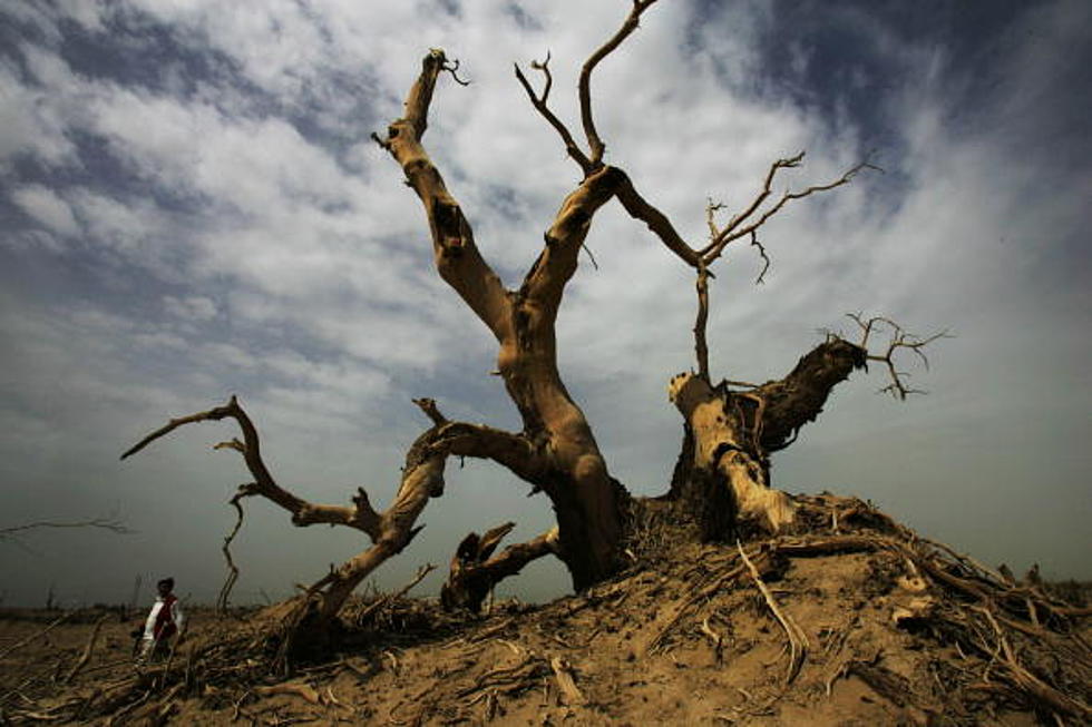 Texas 2011 Drought Killed As Many As Half A Billion Trees