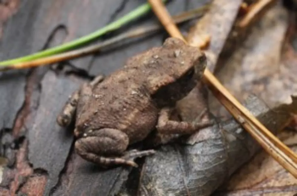 Bull Frogs Like The Taste Of Today&#8217;s Technology [VIDEO]