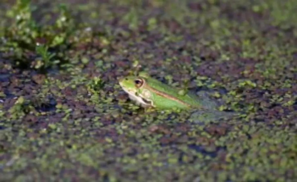 Zombie Frog Legs Come Back To Life With A Little Salt [VIDEO]
