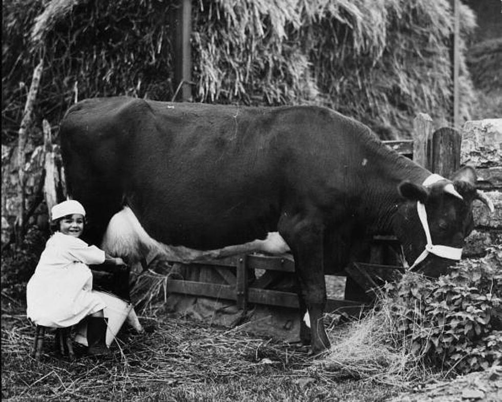 Fresh Milk 150 Time More Dangerous Than Pasteurized