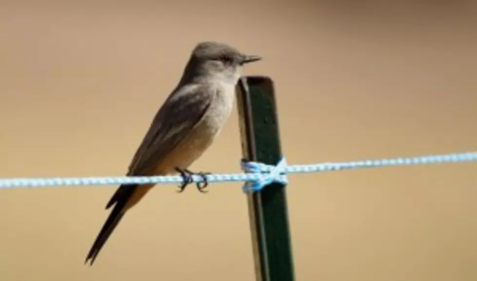 Dutchman Claims Flight In Custom Built &#8216;Bird Wings&#8217; In Viral Video