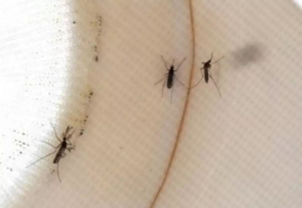 West Nile Virus Confirmed In Randall County