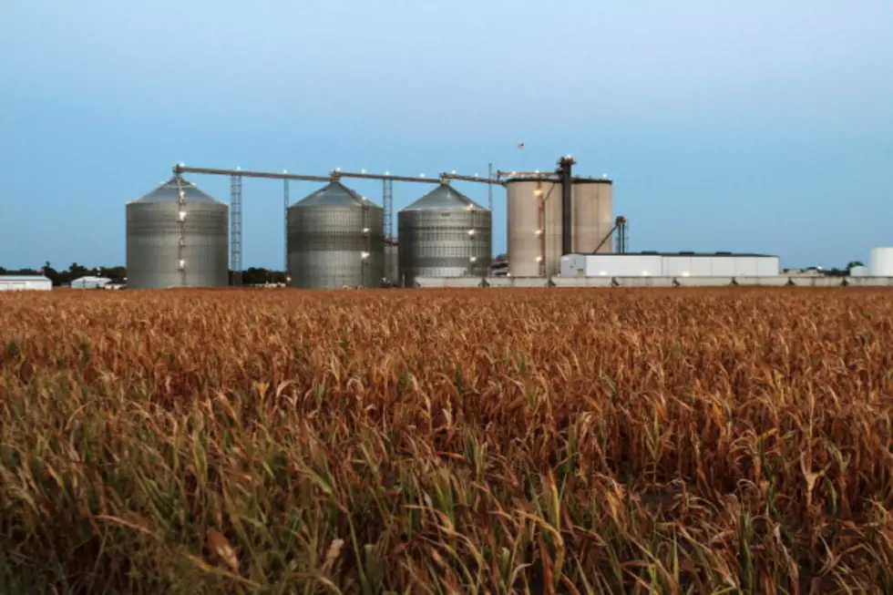 Grain Futures Mostly Fall, Beef Prices Fall