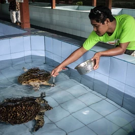 Turtle Conservation Center Aims To Eliminate  Illegal Turtle Trading In Serangan