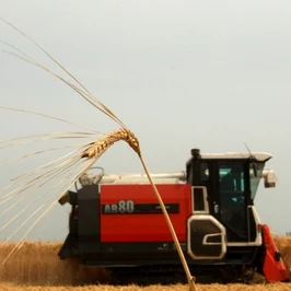 Wheat Harvesting Season Begins In Japan
