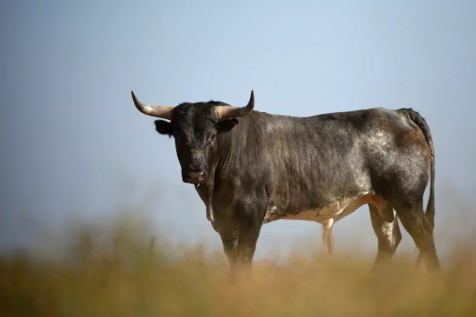 Bull Spotted Walking The Streets Of Borger