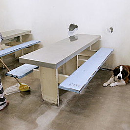 Jail Inmates Care For Abused And Abandoned Pets