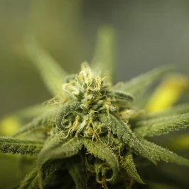 Los Angeles To Not Enforce Ban On Marijuana Dispensaries
