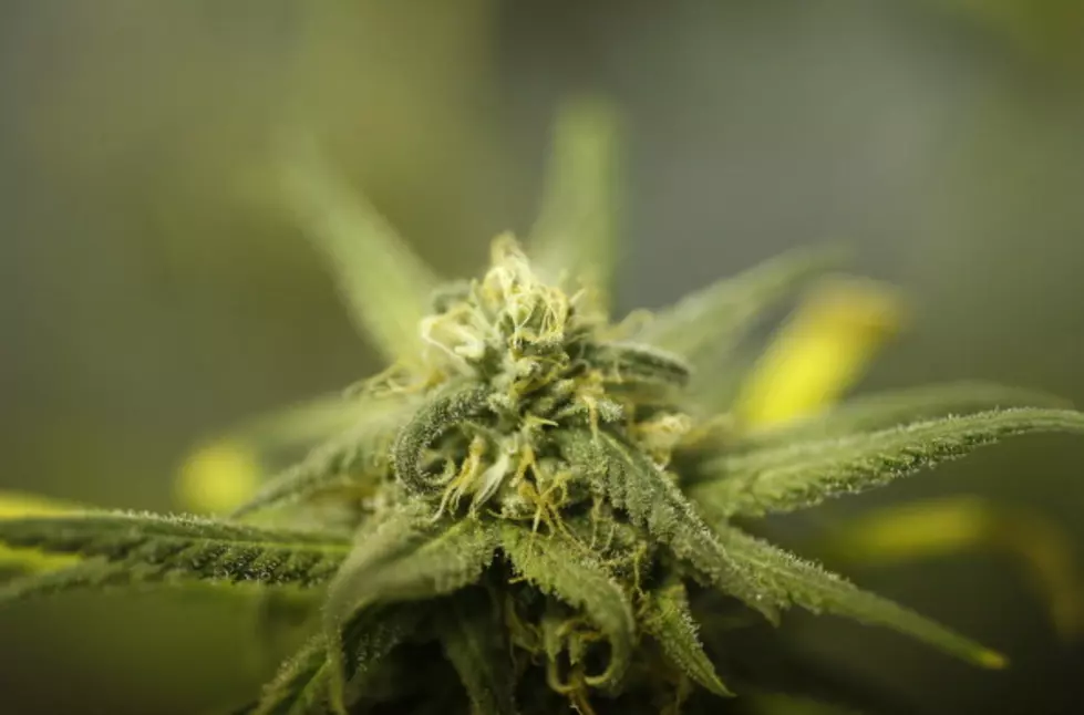 Potter County Sheriff’s Seize 65 Pounds Of Marijuana