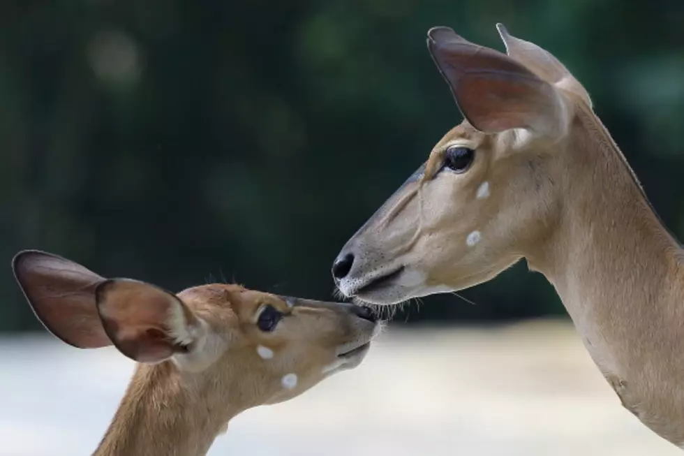 Junior League Helping The Amarillo Zoo