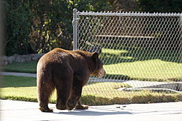 Black Bear Breaks Into Idaho Kitchen