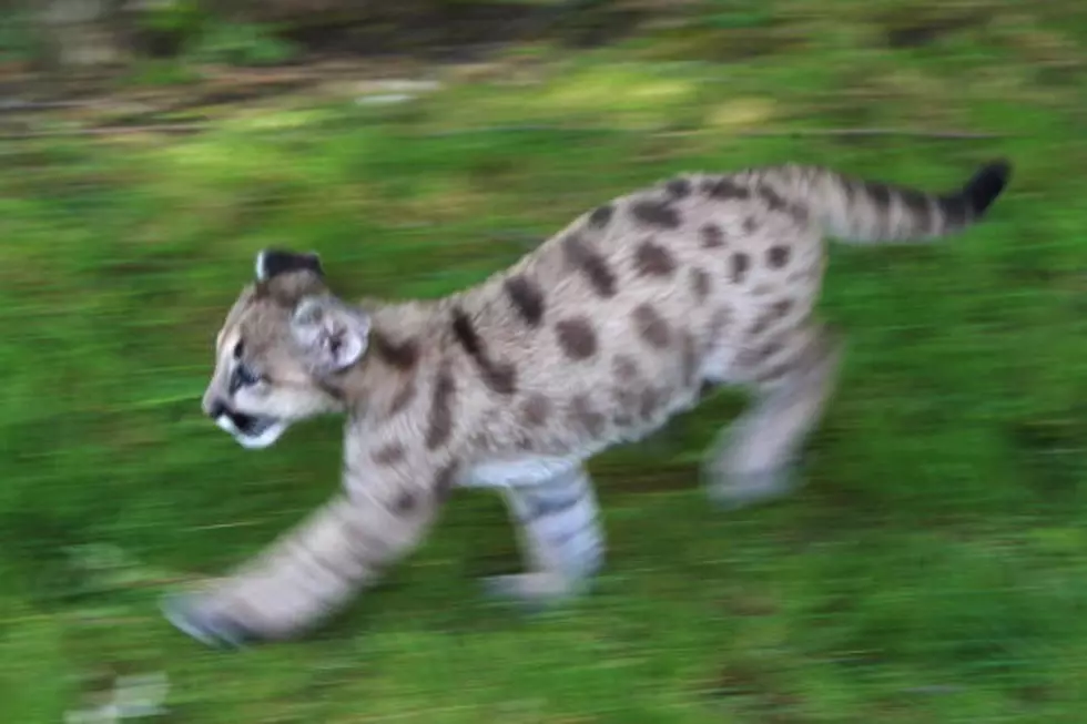 Cougar Dies At North Texas Animal Refuge