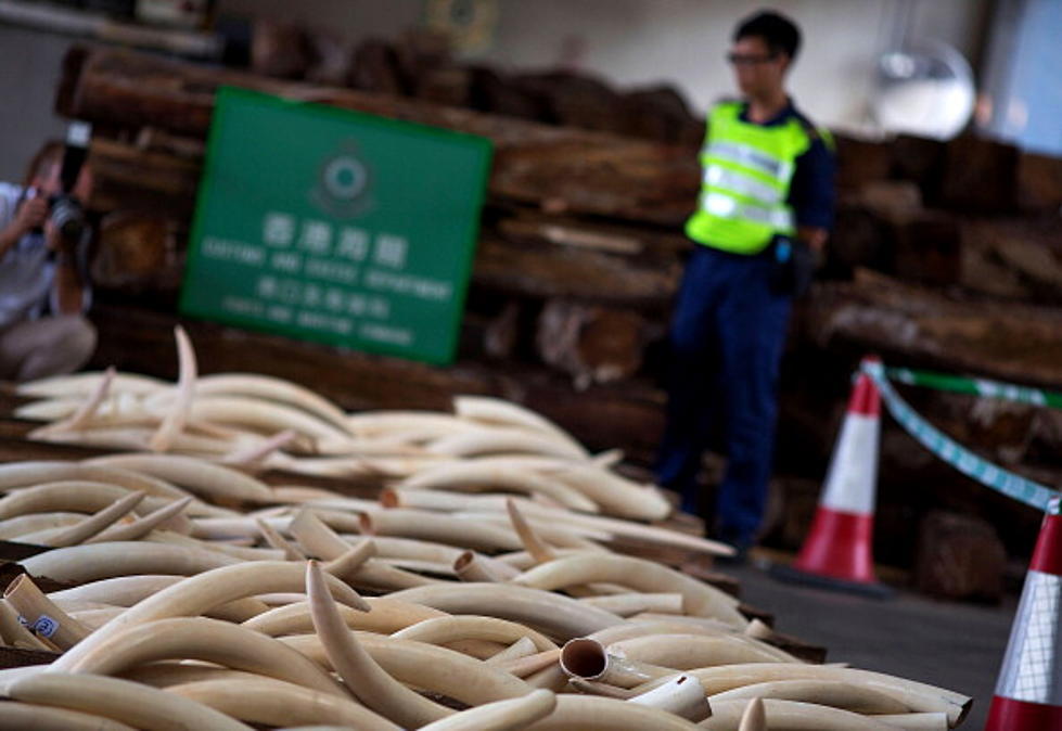 Hong Kong Nabs $1.5M In Ivory In 3rd Big Bust Since July