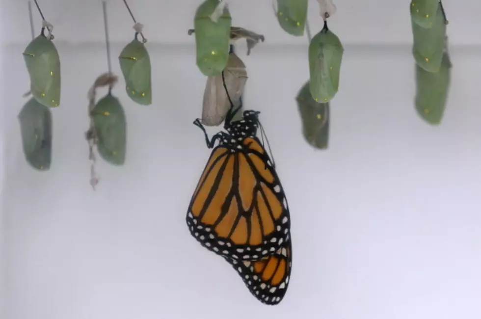 Experts Expect Fewer Monarch Butterflies In South Texas
