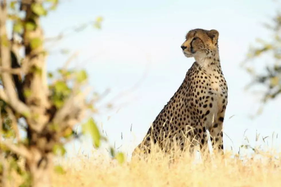 Houston Zoo Cheetahs Get Chance To Run Around