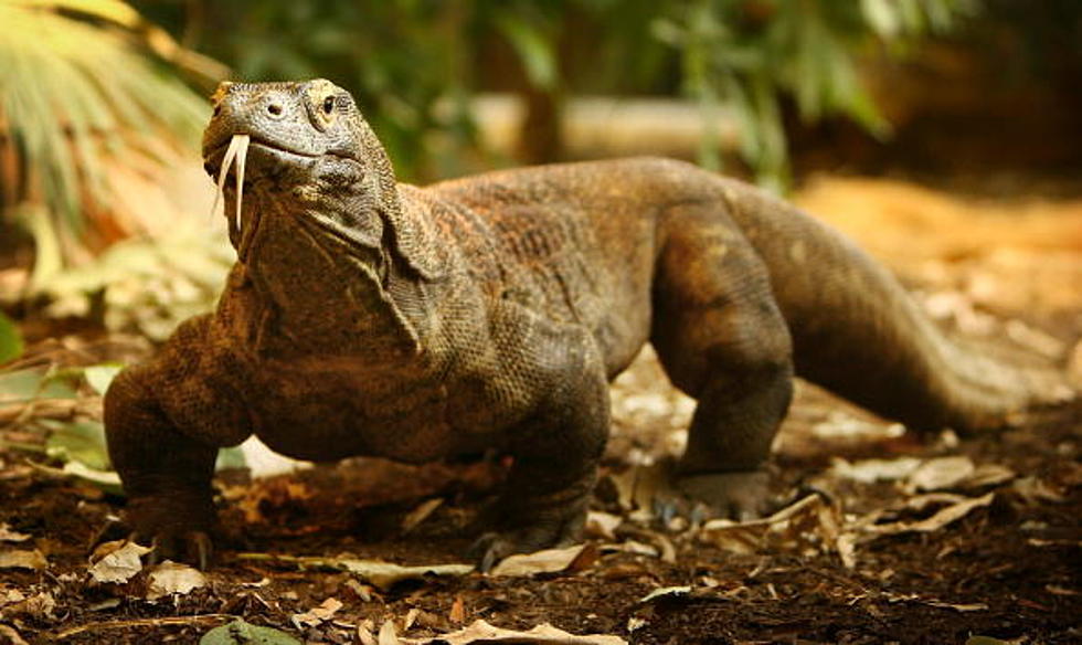 Komodo Dragon At San Antonio Zoo Dies In Fire