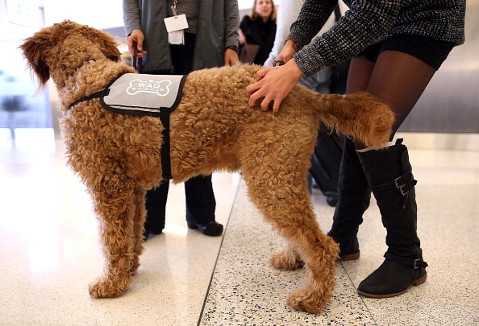 Therapy Dogs Being Used In Some Texas Schools