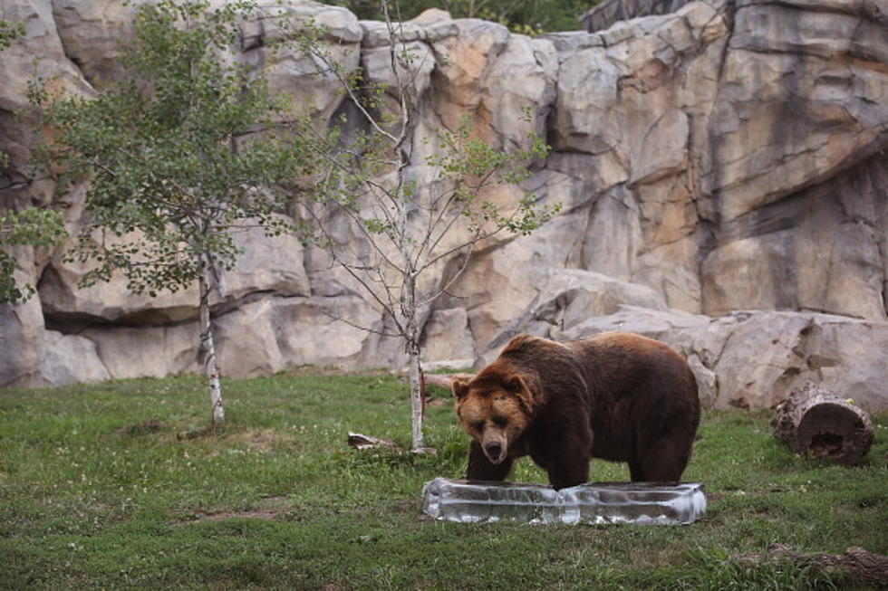 Grizzly Bear With Montana Grizzy Encounters Dies