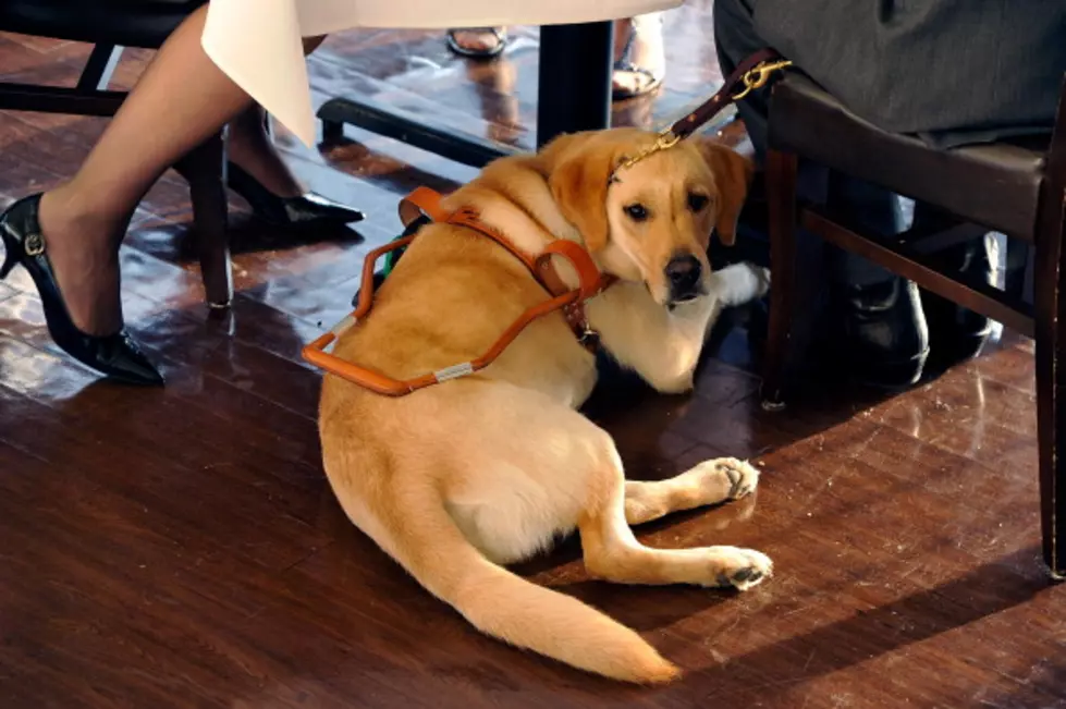 Labrador Retrievers Again Named The Nation’s Most Popular Dog