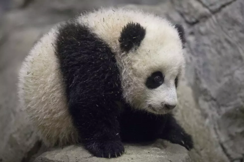 Panda Cub Being Prepared For Debut At National Zoo