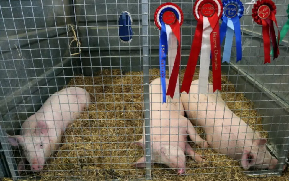 Smithfield Foods Pushing For Pig Gestation Crate Phase-Out