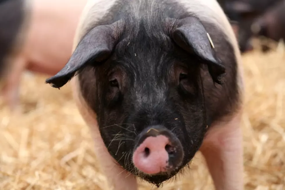 Maine Police Investigating Screams Find Happy Pig